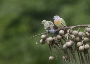 Pink-necked Green Pigeon (Treron vernans), Singapore
