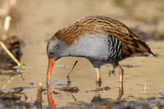 Water Rail (Rallus aquaticus) foraging, Castile-La Mancha, Spain