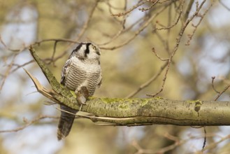 Northern Hawk-Owl (Surnia ulula), Zwolle, Netherlands