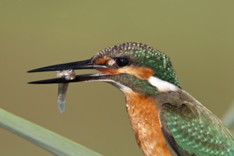 Common Kingfisher (Alcedo atthis) male eats a fish, Rishon LeZion, Israel
