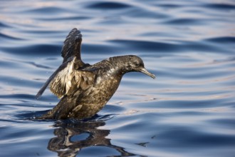 Sooty Shearwater (Ardenna grisea), Eilat, Israel