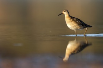 Ruff (Calidris pugnax), Castile-La Mancha, Spain