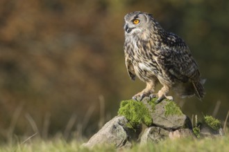 Eurasian Eagle-Owl (Bubo bubo), Lower Saxony, Germany