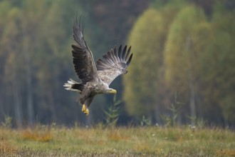 White-tailed Eagle (Haliaeetus albicilla) flying, Kutno, Poland