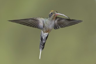 Green Hermit (Phaethornis guy), Ecuador