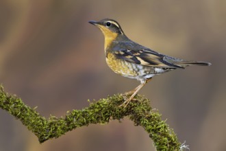 Varied Thrush (Ixoreus naevius), British Columbia, Canada