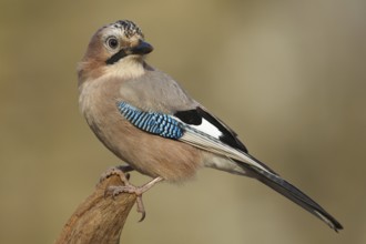 Eurasian Jay (Garrulus glandarius), Rhineland-Palatinate, Germany