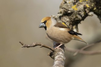 Hawfinch (Coccothraustes coccothraustes) male perched on a branch, Smaland, Schweden
