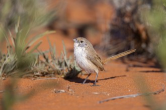 Eyrean Grasswren (Amytornis goyderi) perched on the ground, South Australia, Australia