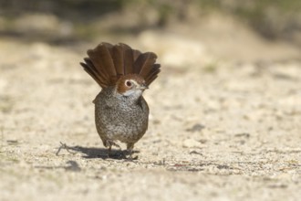 Rufous Bristlebird (Dasyornis broadbenti) perched on the ground, Victoria, Australia
