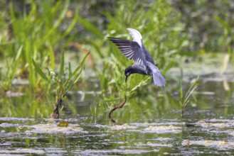 Black Tern (Chlidonias niger) flying, Netherlands