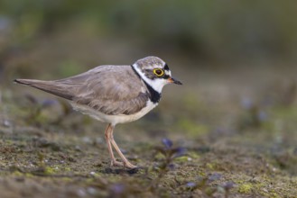 Little Ringed Plover (Charadrius dubius), North Rhine-Westphalia, Germany