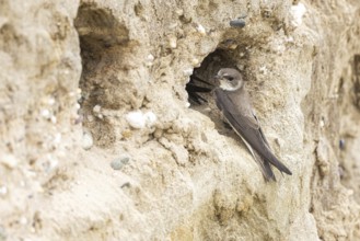 Sand Martin (Riparia riparia) at nesting wall, North Rhine-Westphalia, Germany