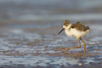 Black-winged Stilt (Himantopus himantopus) juvenile foraging, Spain