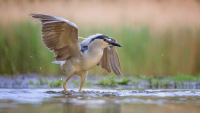 Black-crowned Night Heron (Nycticorax nycticorax) foraging, Kiskunsag National Park, Hungary