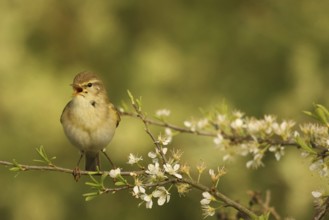 Willow Warbler (Phylloscopus trochilus), Lower Saxony, Germany