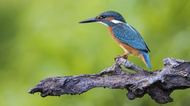 Common Kingfisher (Alcedo atthis) perched on a branch, Saxony-Anhalt, Germany