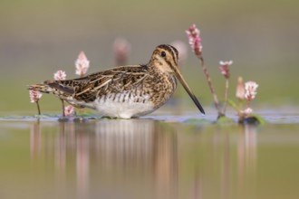 Common Snipe (Gallinago gallinago) foraging, Poland