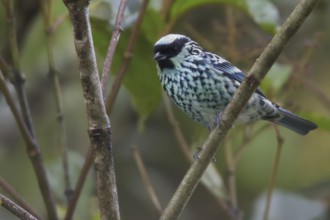 Beryl-spangled Tanager (Tangara nigroviridis), Abra Patricia Protected Area, Peru