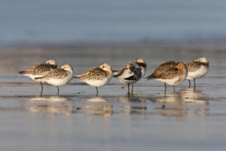 Sanderling (Calidris alba), Schleswig-Holstein, Germany