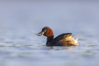 Little Grebe (Tachybaptus ruficollis) with fish prey in its beak, North Rhine-Westphalia, Germany