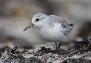 Sanderling (Calidris alba) foraging, Schleswig-Holstein, Germany