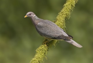 Band-tailed Pigeon (Patagioenas fasciata), British Columbia, Canada