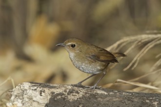 Lesser Shortwing (Brachypteryx leucophris), Doi Lang, Thailand