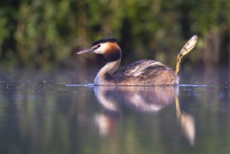 Great Crested Grebe (Podiceps cristatus), North Rhine-Westphalia, Germany