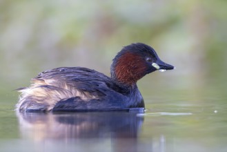 Little Grebe (Tachybaptus ruficollis), North Rhine-Westphalia, Germany