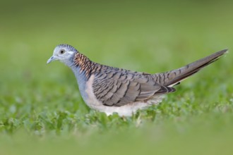 Bar-shouldered Dove (Geopelia humeralis) male, Queensland, Australia