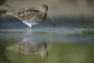Common Snipe (Gallinago gallinago), Thuringia, Germany