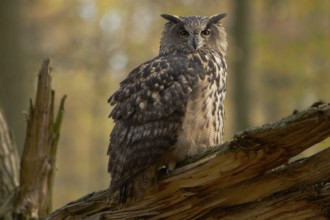 Europäischer Uhu; lat. Bubo bubo; auf abgebrochenem Stamm aufgeblockt