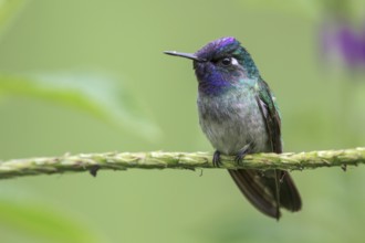 Violet-headed Hummingbird (Klais guimeti) perched on a branch in Manu National Park, Peru