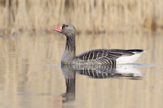 Greylag goose (Anser anser), swimming, North Rhine-Westphalia, Germany