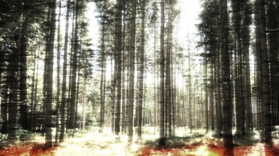 Sunlight filters through the dense canopy of towering trees in a forest, casting warm hues on the