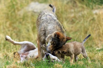 Adult wolf showing affection to a playing puppy in a meadow, Timberwolf, wolf, American wolf,