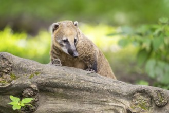 South American coati (Nasua nasua) on an old tree trunk, captive, Zoo Augsburg