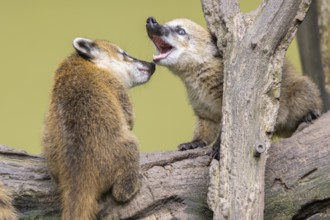 South American coati (Nasua nasua) youngsters on an old tree trunk, captive, Zoo Augsburg