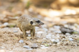 Meerkat (Suricata suricatta) standing in the sand, captive, Zoo Augsburg, Bavaria, Germany