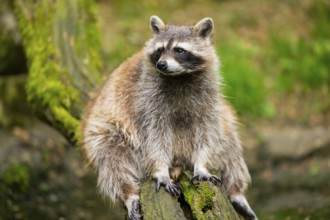 Common raccoon (Procyon lotor) on the edge of a little lake, Bavaria, Germany