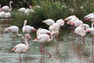 Pink flamingos (Phoenicopterus roseus), standing in the water, Pont de Gau bird park, Camargue,