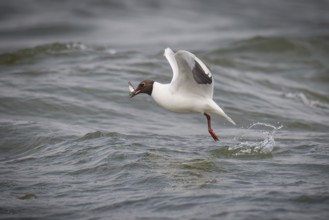 Black-headed gull (Chroicocephalus ridibundus) in summer plumage, with a small fish in its beak,