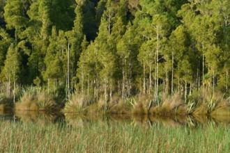 Dense green trees on the shore of a small lake with a clear reflection, Lake Mahinapua, Ruatapu,