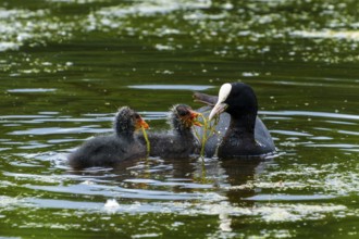 Eurasian Coot feeding two chicks in green water, Coot, (Fulicia atra), wildlife, Germany