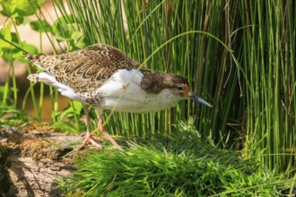 Bird in the grass looking for food in a natural environment, ruff (Calidris pugnax, Syn.: