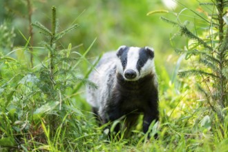 European badger (Meles meles) on a meadow, Hesse, Germany