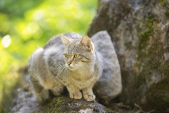 European wildcat (Felis silvestris silvestris) on rock, Hesse, Germany