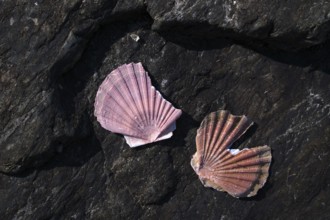 Scallops washed up on volcanic rock, pink, red, Grandcamp-Maisy, Normandy, Calvados, France