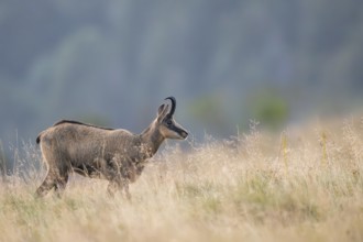 Chamois (Rupicapra rupicapra) on a meadow in the Vosges Mountains, wildlife, France
